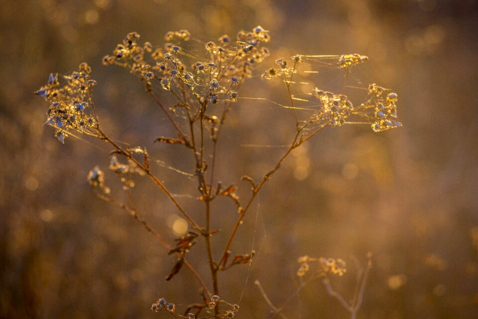 Plant inflorescence stem