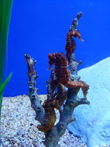 Aquarium underwater marine photo