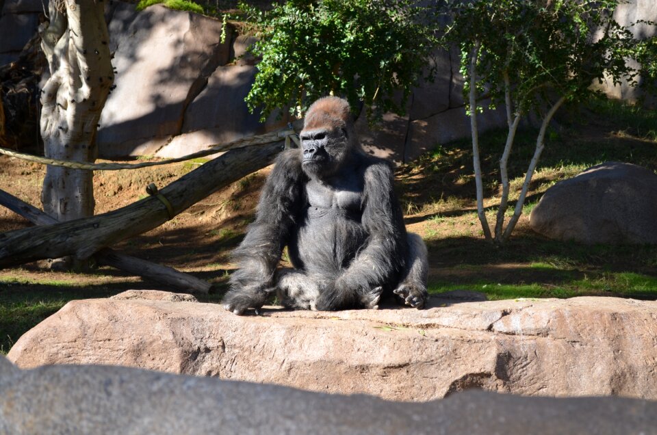 Wildlife money sitting in sun