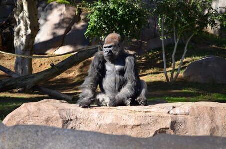 Wildlife money sitting in sun