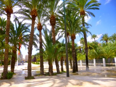 Elche - Paseo de la Estación 3