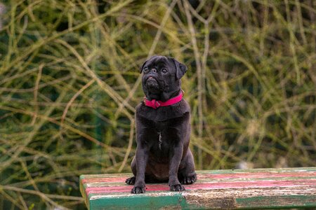 Black black pug animal