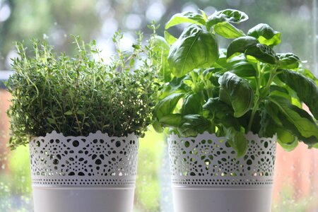 Herbs thyme basil