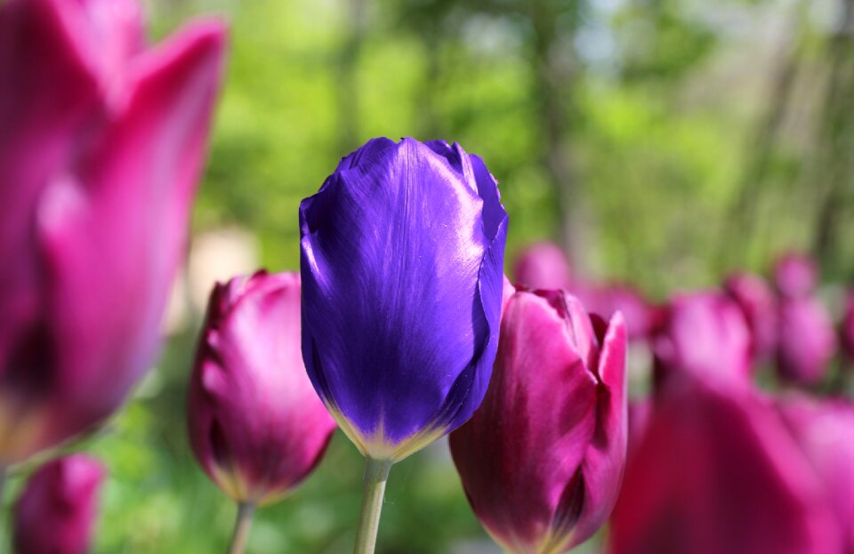 Spring floral nature photo