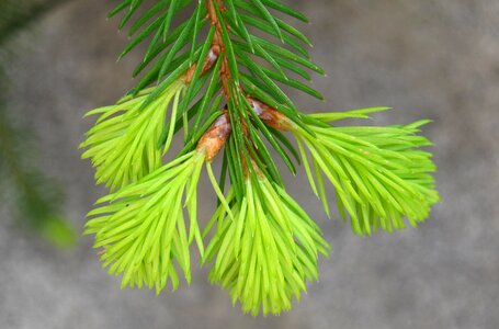 Growth green mini fir