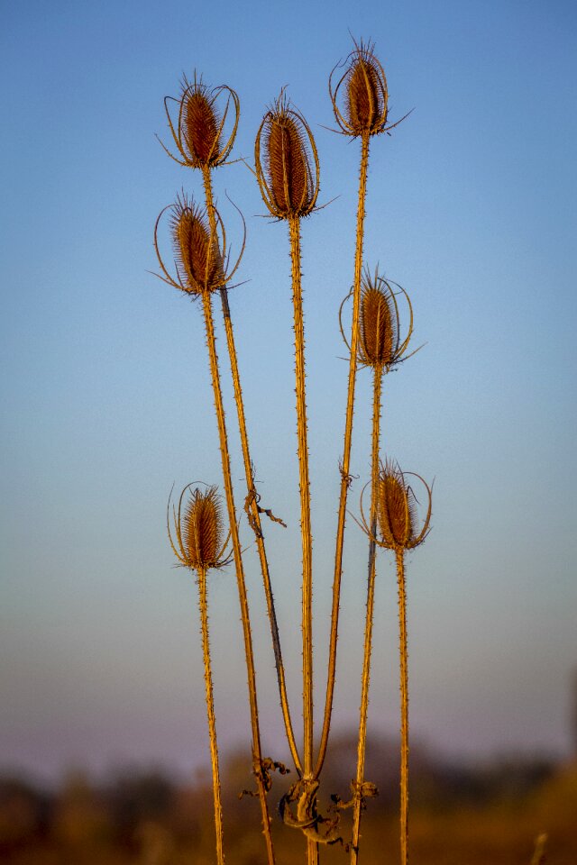 Inflorescence stem yellow
