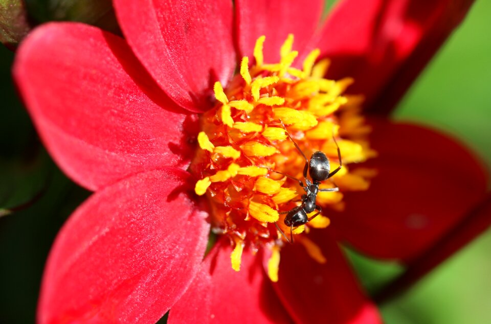 Matt black ant black garden ant crawl
