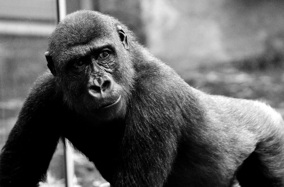 Monkey zoo hellabrunn