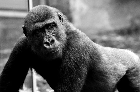 Monkey zoo hellabrunn photo