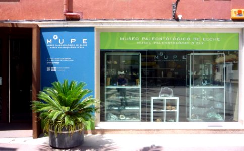 Elche - Museo Palentológico de Elche (MUPE) 1
