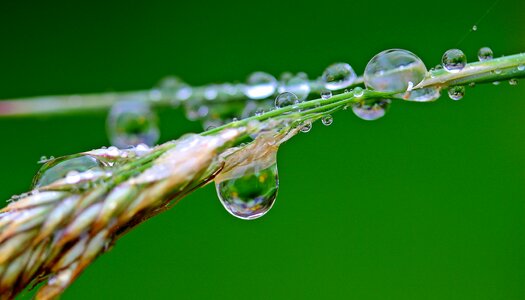 Water wet drop of water