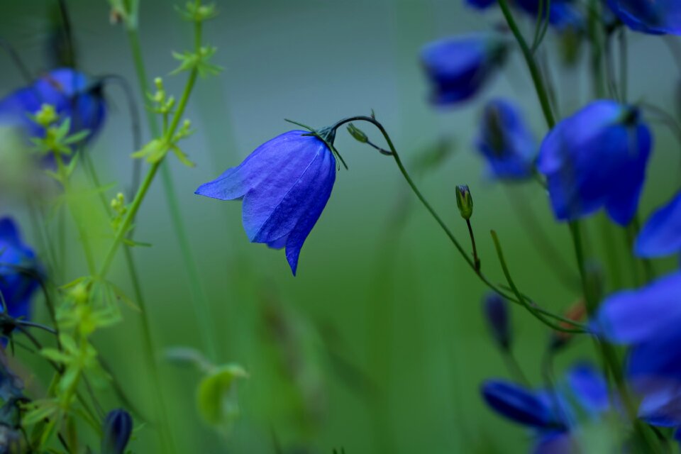Blue pointed flower nature