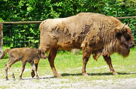 Calf young animal beef