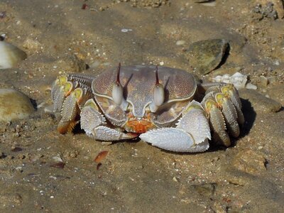 Beach sand crab photo