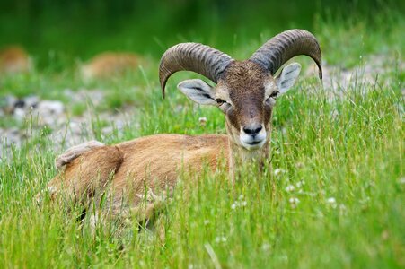Male european mouflon paarhufer