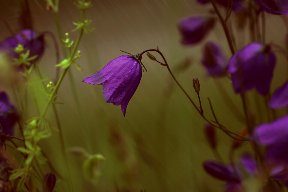 Purple pointed flower nature