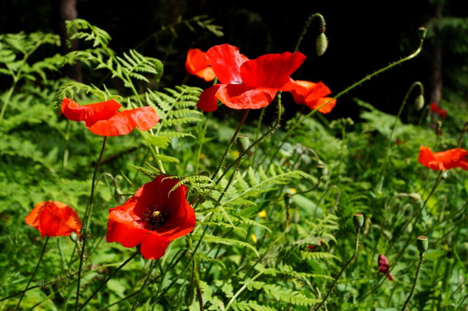 Klatschmohn blossom bloom