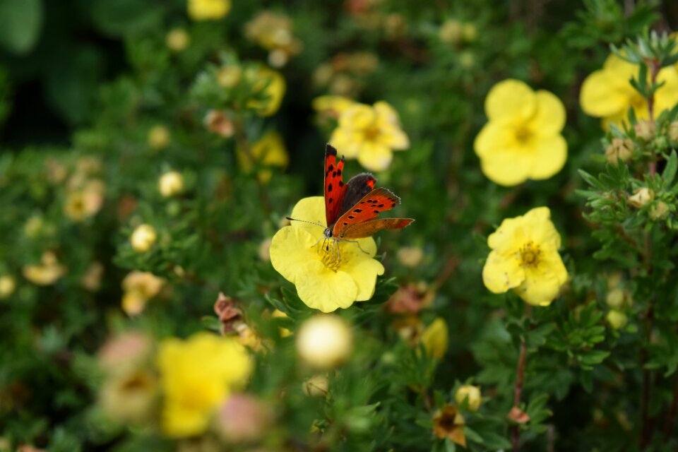 Nature insect flower