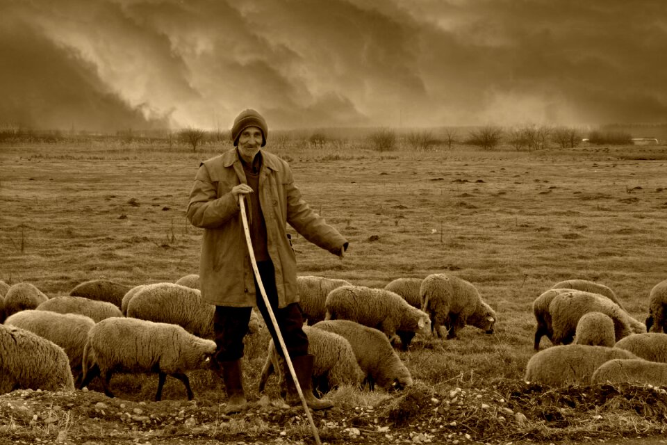 The flock nomadic plain