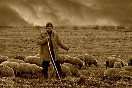 The flock nomadic plain