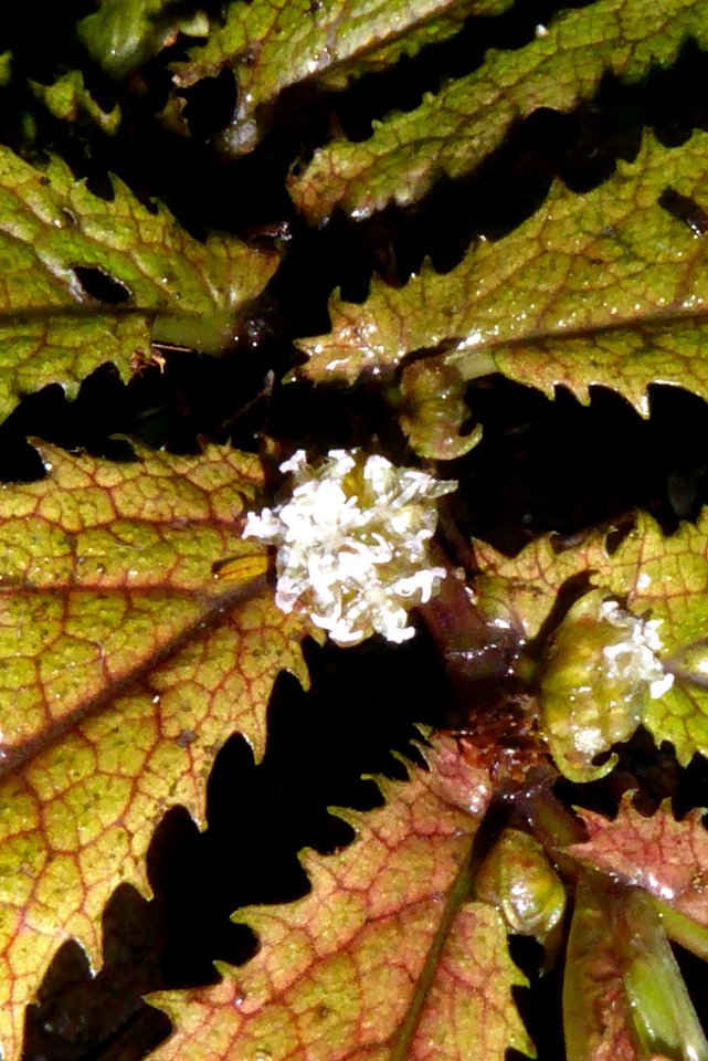 Elatostema rugosum2 by Peter de Lange