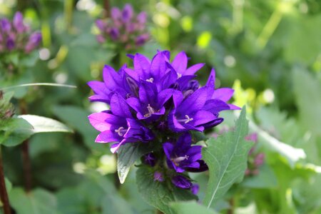 Purple flower blooming violet flowers photo