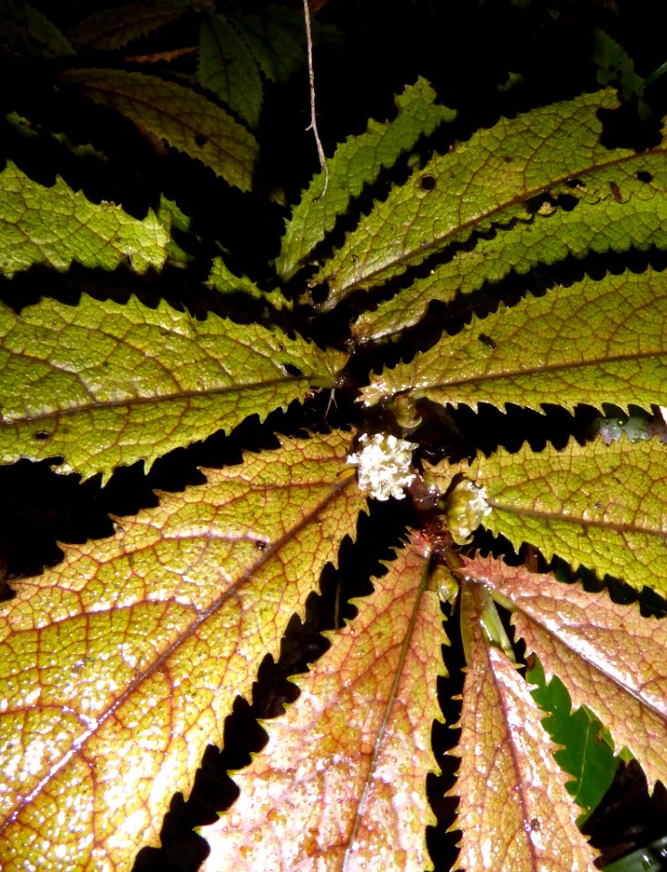 Elatostema rugosum4 by Peter de Lange