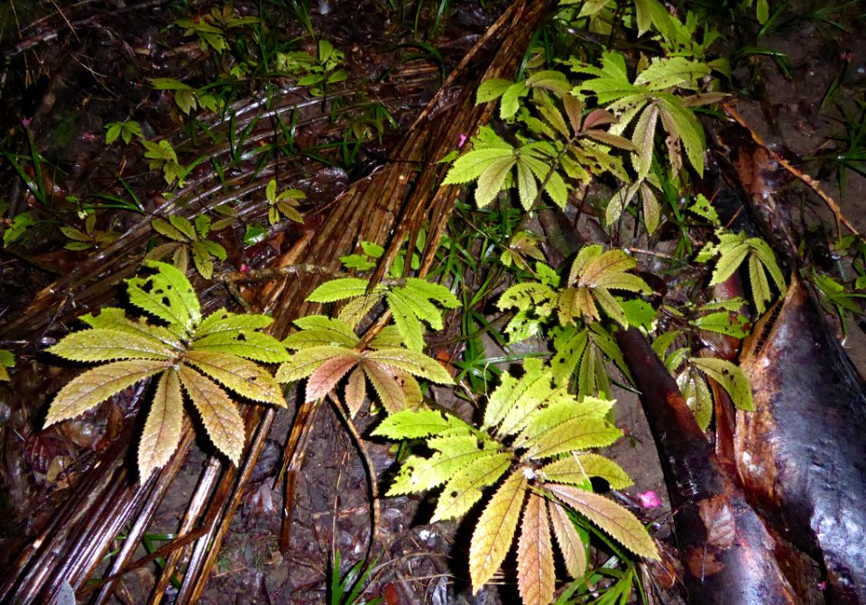 Elatostema rugosum by Peter de Lange