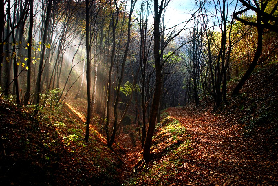 Tree trail będkowice