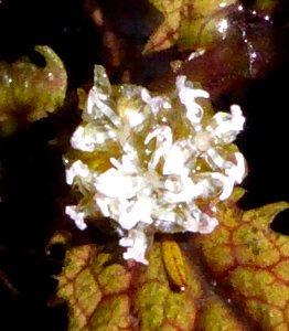 Elatostema rugosum3 by Peter de Lange
