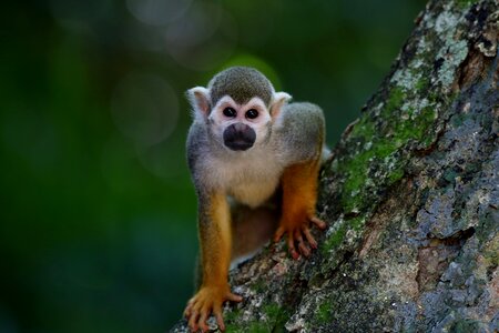 Primate animal looking photo