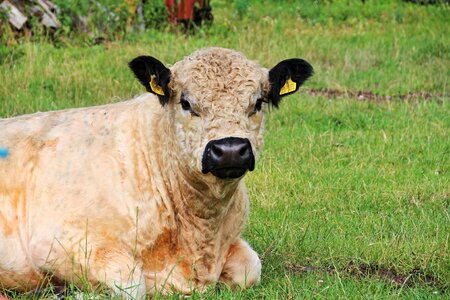 Calf animal child country life photo