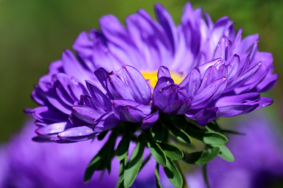 Garden flower summer flower plant
