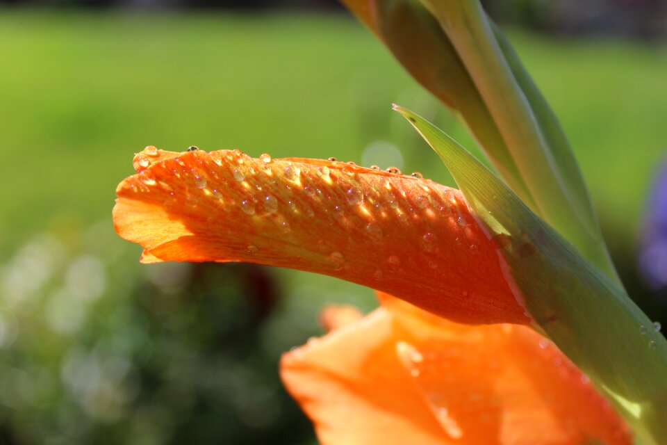 Garden drop of water raindrop