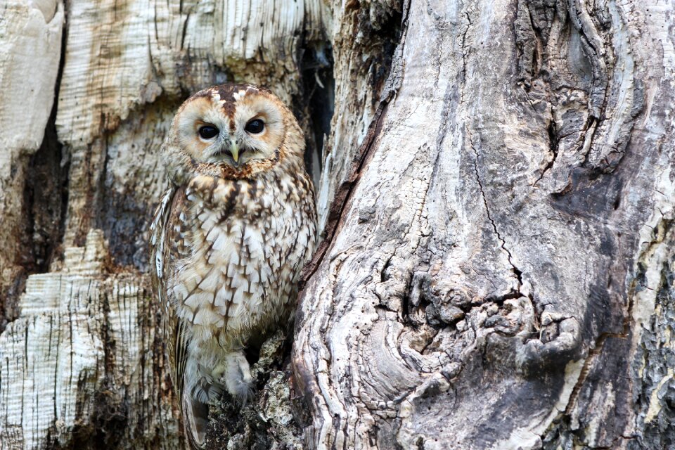 Bird of prey predator bird