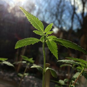 Seedling foliage marijuana