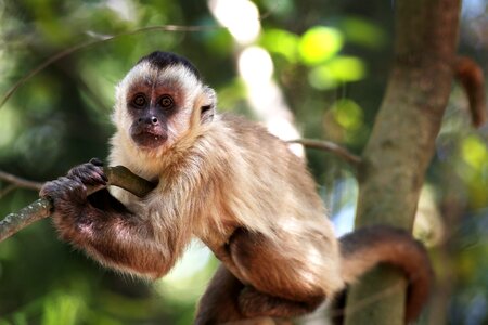 Animal primate wild photo