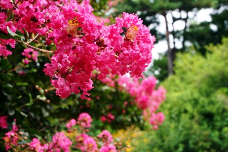 Thursday crape myrtle now us grape myrtle