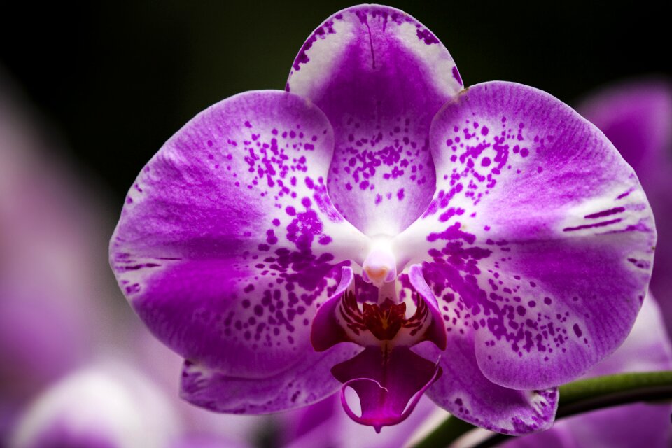 Blossom bloom violet