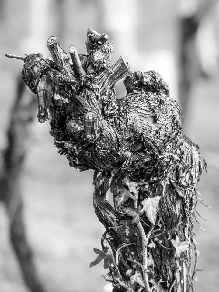 Vineyard wine vines stock