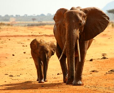 Elephant africa national park