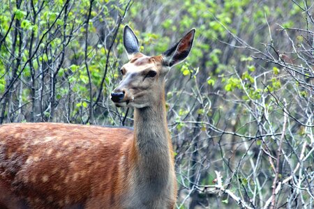 Ovis animal mammal photo