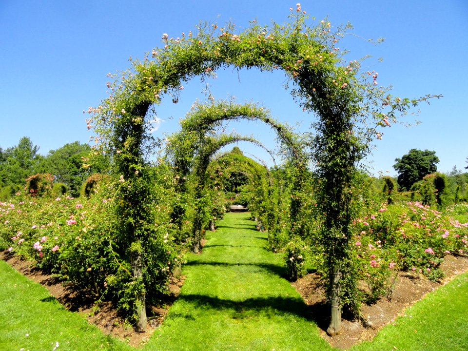 Elizabeth Park, Hartford, CT - rose garden 10 - DSC01450