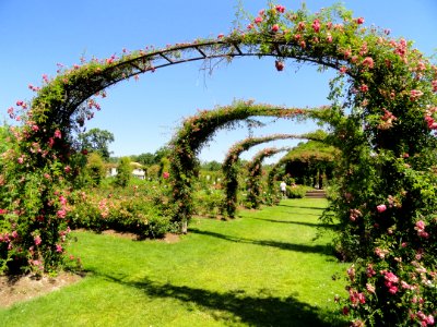 Elizabeth Park, Hartford, CT - rose garden 8 - DSC01444
