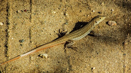 Lizard reptile cyprus