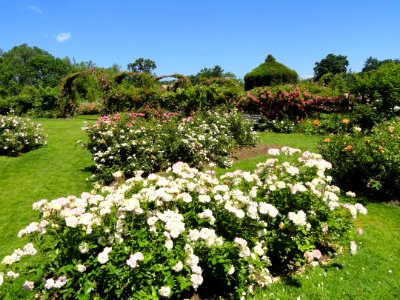 Elizabeth Park, Hartford, CT - rose garden 9 - DSC01446