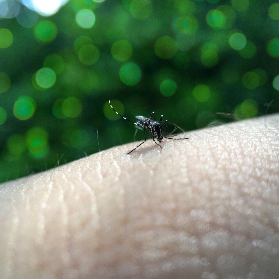 Blood dengue fever sucking