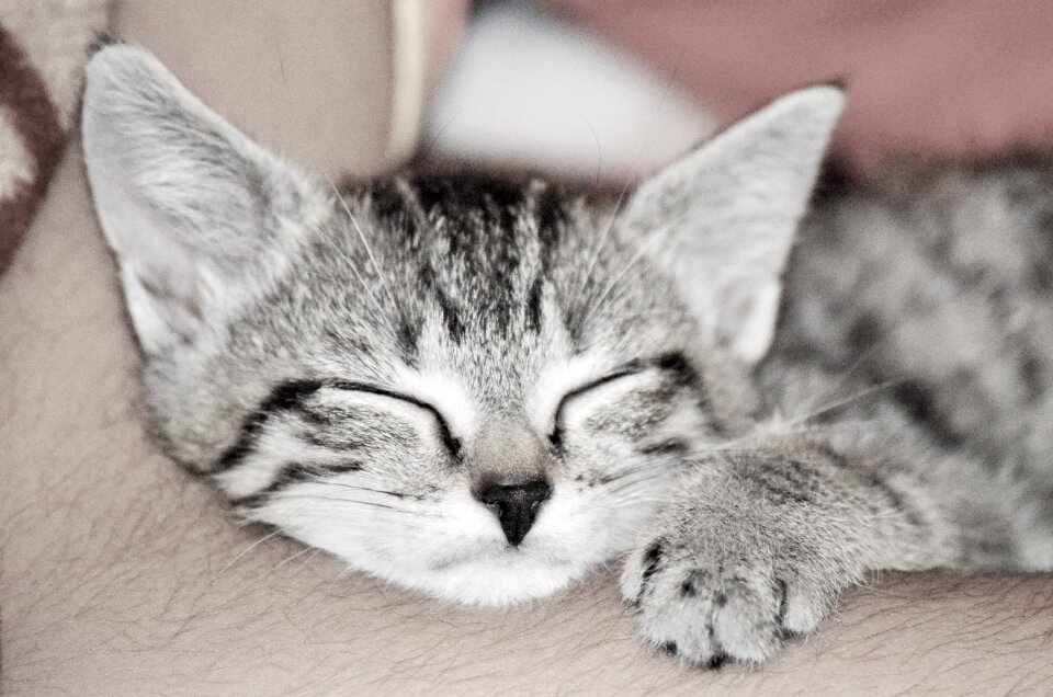 Feline pet animal