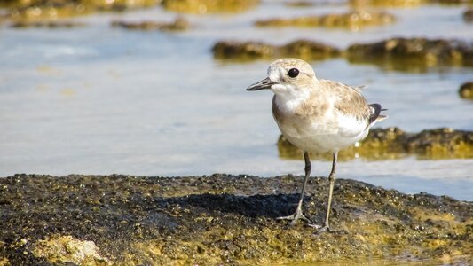 Migratory nature wild
