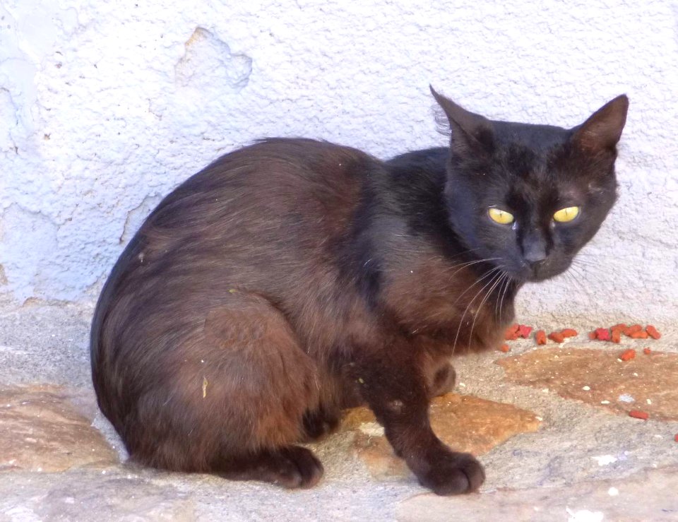Elanchove - gato 3